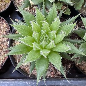 청운무 S 감성 인테리어 식물 다육이 키우기 쉬운 반려식물