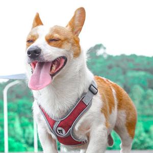 전사이즈 균일가 강아지 메쉬 리드줄하네스세트 고퀄리티 빛반사 메쉬안감