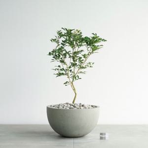 오렌지자스민 꽃피는 빈티지 그레이 하프라운드 화분 인테리어식물 거실화분