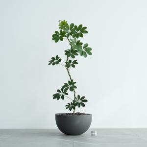 홍콩야자 굽은타입 다크그레이 하프라운드 화분 감성화분 인테리어식물