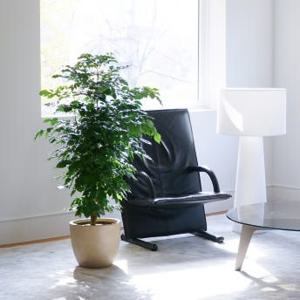 녹보수 부자나무 거실 사무실 카페 인테리어식물