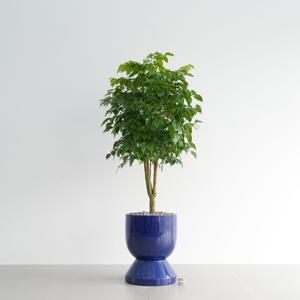 녹보수 GB-2 딥블루 대형 화분 인테리어화분 공기정화식물