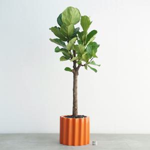 떡갈고무나무 오렌지도리아 대형 인테리어화분 거실나무