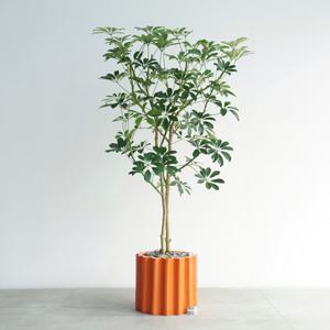 홍콩야자나무 오렌지 도리아화분 공기정화식물 거실화분