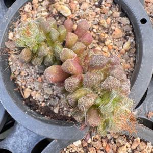 아나캄프세로스 둥근분 분홍색 꽃 예쁜 다육이 키우기 쉬운 미니 화분