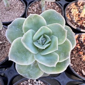 러블리로즈 9호 시들지 않는 장미 핑크빛 다육이 미니 화분 반려식물 선물