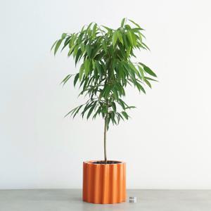 알리고무나무 오렌지 도리아 화분 고급화분 인테리어 대형화분