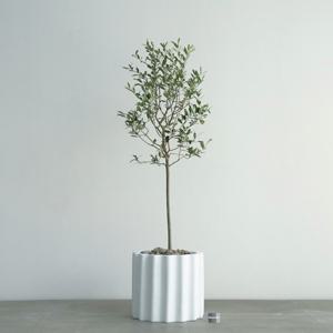 올리브나무 화이트 도리아 화분 실내 거실화분 인테리어식물
