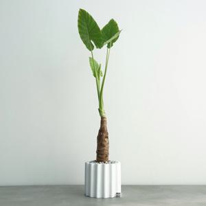 알로카시아 오도라 화이트 도리아 화분 대형 거실화분 공기정화화분