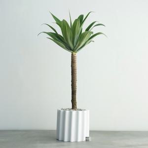 아가베 아테누아타 화이트 도리아 화분 고급 인테리어 거실화분