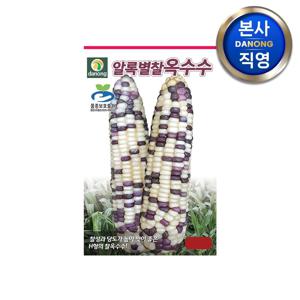 알록별 찰옥수수 씨앗 70립 .  중생종 당도가높은 옥수수 키우기 씨 종자.