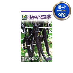 자색 고추 씨앗 100립 . 보라색 자색 안토시아닌 풋고추용 씨 종자.