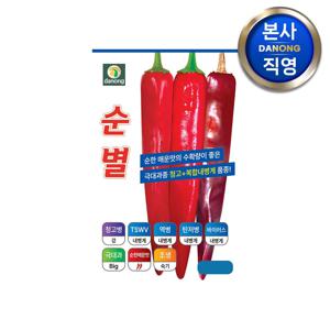 순별 고추 씨앗 1200립 . 극대과종 조생종 순한매운맛 복합내병계 씨 종자.