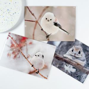 일본 엽서 동물 뱁새 오목눈이 엽서