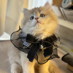 TEMU 레이스 장식 조절 가능한 고양이 & 소형견 애완견 목걸이 - 통기성 좋은 부드러운 원단, 다양한 색상 & 사이즈, 세탁 가능한 사진 소품 (휴일, 결혼식, 사진 촬영용) - 중/소형/대형 견종용 공주 스타일 액세서리, 고양이 목걸이, 웨딩 액세서리, 고급스러운 애완동물 의류, 튼튼한 애완동물 의류