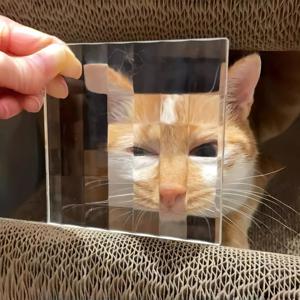 TEMU 픽셀 강아지/고양이 사진 필터 - 창의적인 애완동물 사진 촬영을 위한 유리 렌즈 아트 도구, 배터리 필요 없음, 깃털 없음, 일반 사용, 재미있는 선물 아이디어, 애완동물 사진 액세서리 | 픽셀 디자인 | 내구성 있는 유리 렌즈, 개 얼굴 마스크, 포토 부스 소품, 포토 부스, 포토 부스 소품, 포토 부스 프레임, 포토 부스, 장난