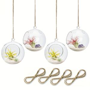TEMU 6팩 라운드 글라스 테라리움 행잉 볼 - 트윈 로프 포함, 미니 공기식물 화분 & 틸란디시아용, 실내/실외 장식, 식물 애호가를 위한 완벽한 선물 (추수감사절, 크리스마스), 테라리움 , 인테리어 소품, 디자인, 우아한 제작, 장식|인테리어소품
