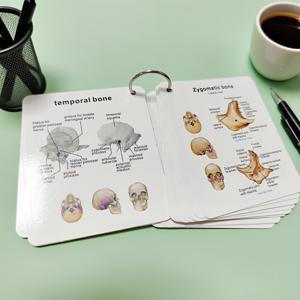 TEMU 인체 골격 플래시카드 - 남성 및 여성 뼈 라벨, 용어 및 도표 - 학생용 인터랙티브 해부학 학습 카드 - 스페인어/영어 라벨 골격 식별 차트 (플래시카드 앱 호환)