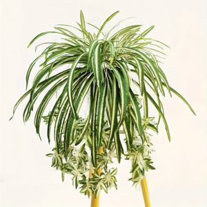 TEMU 3팩 인공 거미 식물 실러프 매달린 장식, 가정용, 거실, 주방, 야외, 회복, 크리스마스, 부활절, 한카, 추수감사절, 세인트 패트릭의 날 - 용기 없음, 배터리 없음, 전기 없음