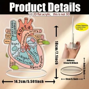 TEMU 2D 플랫, 1개 2D 플랫 아크릴 인간 심장 해부학 차트 - 수평 방향, 상세 라벨 부위(심장, 폐동기, 오른쪽 및 왼쪽 음순 등), 가정 사무실, 교실, 병원, 의사실에 이상적 - 전기가 필요하지 않음, 교육 장식, 의학 교육 도구, 스타일 장식, 교육 포스터, 교실 장식, 판타지 테마 장식, 크리스마스, 할로윈 장식, 가을 홈 데코 컬렉터블