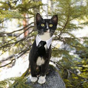 TEMU 소형견 및 고양이용 조절 가능한 블랙 & 화이트 보타이 칼라 - 기계 세탁 가능, 결혼식, 파티, 사진 촬영에 적합한 사계절 우아한 디자인, 클래식 펫 액세서리, 내구성 있는 애완동물 의류