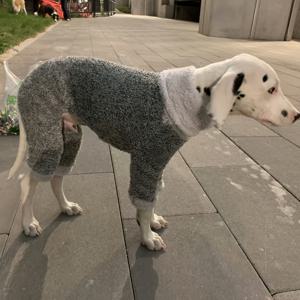 TEMU 달마시안, 강아지, 토끼 사냥견, 휘펫, 파인 코트 리트리버를 위한 유럽 및 미국 스타일 패셔너블 양면 플러시 보디슈트