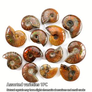 TEMU 1개 루양시 천연석 소라 조각 - 어스 브라운 스파이럴 질감, 수공예 해양 고생물 표본 & 홈 데코, 전기 불필요, 자연 애호가를 위한 독특한 선물, 교육용 장식품, 정교한 쉘 디자인, 진정한 질감, 오션 테마 인테리어, 공예가의 손길, 과학 교사용