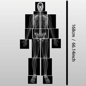 TEMU 대형 리얼리스틱 인체 X-레이 표본 - 조명 테이블용 대형 해부학 모델, 뼈, 관절 및 장기 가시화, 학생, 교사, 학교를 위한 과학 교육용 - 해부학 수업에 이상적 (15개)