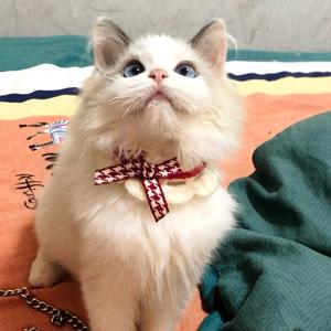 TEMU 수제 니트 반려동물 목걸이 - 고양이 & 소형/중형 강아지용 - 부드럽고 통기성 좋은 버튼 앞면 클로저와 보타이, 다양한 색상 및 사이즈 옵션 (새끼고양이, 포메라니안, 치와와용) - 생일 사진 의상 선물, 수제 후크 스웨터로 쉽게 착용 가능