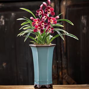 TEMU 지질窯(Ge Kiln) 크랙이 있는 세라믹 화분. 난초를 위해 특별히 디자인되었으며, 창밖과 테이블 상판의 실내 녹색 식물 조경에 적합합니다. 매달린 난초, 다육 식물, 미니어처 조경이 특징입니다.