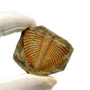 TEMU 트릴로바이트 화석, 5억년 전 해양 생물 모조 화석, 캐주얼 스타일 곤충 테마 주얼리 액세서리 및 부품, 교육용 수집품을 위한 인공 합성 보석