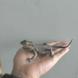 TEMU 1개 리얼 PVC 이구아나 조각상 - 사진반사이구아나 테이블탑 장식, 거실·침실·오피스용 | 자연에서 영감을 받은 예술품, 내구성 있는 플라스틱 동물 모델, 홈&스튜디오 데코에 완벽한 제품 | 세밀한 질감과 정교한 디테일로 크리스마스/할로윈/가을 인테리어를 위한 수집가 필그림