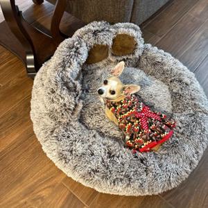 TEMU 소프트하고 편안한 독립형 강아지 침대, 스탠딩 곰 발 패드 포함, 중간 크기견에게 적합, 가구와 잘 어울리는 업그레이드된 소파