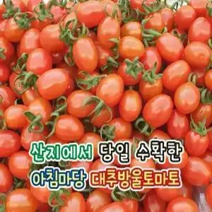 [아침마당]대추방울토마토 대과 2kg 판매 (두박스 구매시 1kg 추가발송!!)