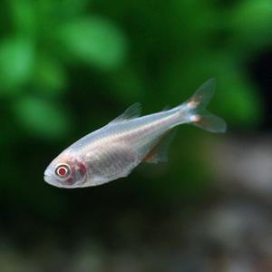 홍고도비 [10마리] 열대어 관상어 마리아쿠아