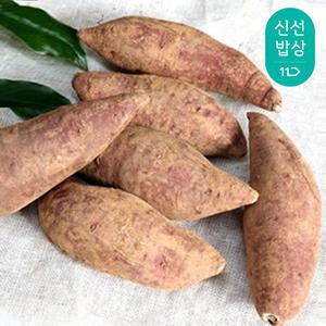 [품질보장] 2025년 해남 세척 햇 밤고구마 5kg 외 호박 고구마