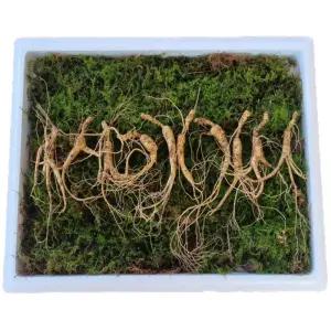 천생삼 야생방치삼 10~11년근 못난이 파지삼 10뿌리 산삼 산양삼 산양산삼 장뇌삼