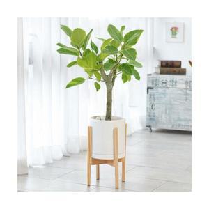 농원청년 개업식 축하화분 실내화초 중형 뱅갈고무나무 우드스탠드