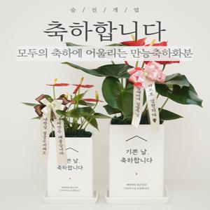 [리본세트] 축하전용화분 승진 개업 영전 금전수 스투키 선물 화환