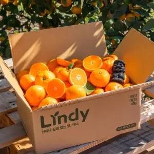 린디 제주 노지 하우스 감귤 GAP 11브릭스 AI 당도선별 올레길 특품 귤 10KG