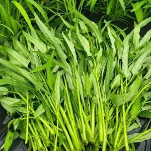 공심채 모닝글로리 500g 동남아야채 채소 당일수확 bao thecbe / rau muong