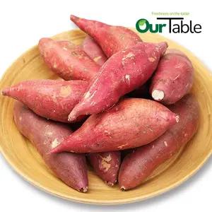 호박고구마 10kg(한입) 베니하루카 해남 영암 햇 첫출하