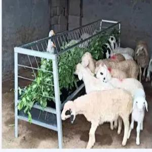 가축 축사 사료통 소 양 스텐 염소먹이통 송아지 대형 목장  스테인레스 돼지