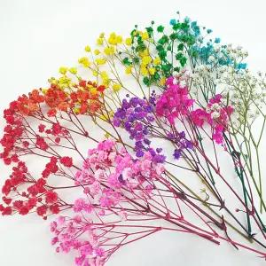 플라라 안개꽃 모음 드라이플라워 프리저브드플라워