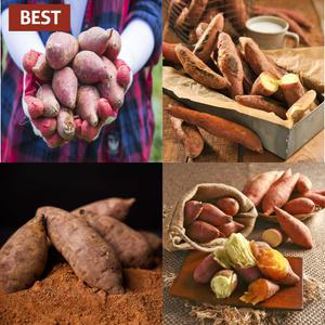 해남 햇 밤고구마 3kg 퍽퍽한 햇 고구마 달콤한 꿀 못난이 한입 황토 햇밤 5kg 베니하루카