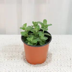 갑조네 애플민트