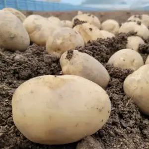 감자 수미 홍 알감자 햇감자 3kg 5kg 10kg