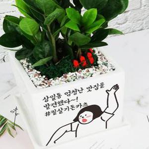 [축하 메세지 인쇄] 개업 축하화분 꽃배달 화환선물 오픈 화분(정사각)