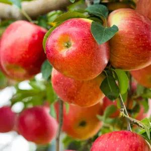 [산해직송] 경북 꿀사과 가정용 중소과 10kg [원산지:안동,청송,문경 등]