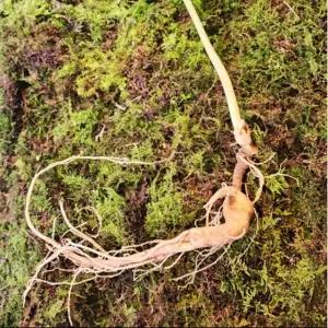 산양삼 엄선 장뇌삼 효능 산삼잎 기력보충 자연산산삼 인삼다당체 야생삼 26-29년근x1뿌리